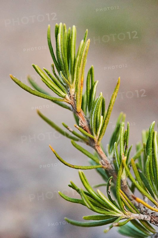 Rosemary (Salvia rosmarinus), growing at Mount "La Talaia del Montmell" at evening, Catalonia, Spain