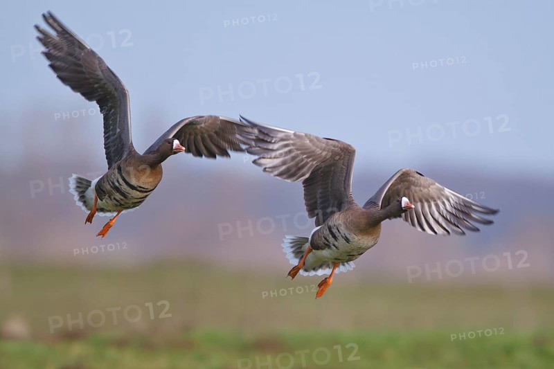Greater White-fronted Goose (Anser albifrons) flying, North Rhine-Westphalia, Germany