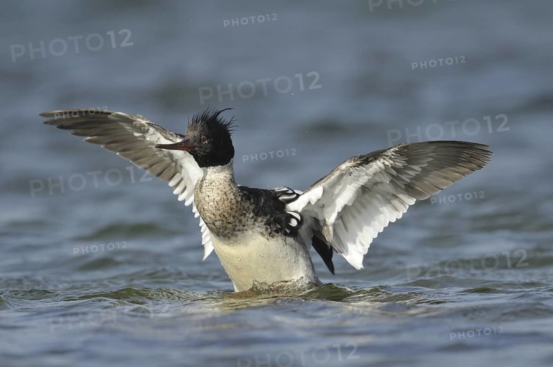 Red-breasted Merganser (Mergus serrator) male, Denmark