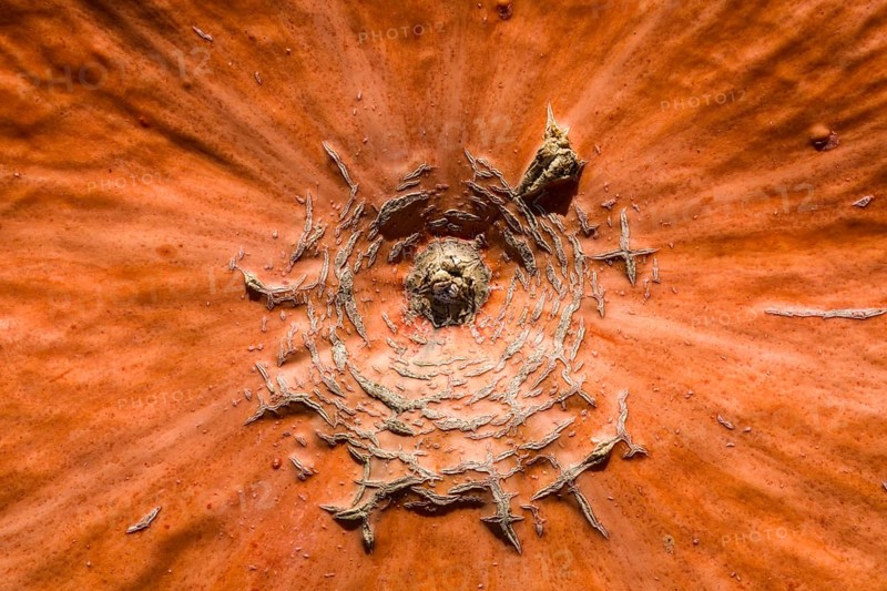Detail of a pumpkin