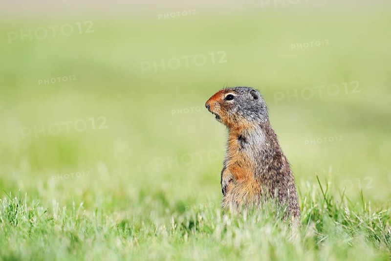 Columbia ground squirrel (Urocitellus columbianus, Spermophilus columbianus) sitting upright in a meadow, Waterton Lakes National Park, Alberta, Canada