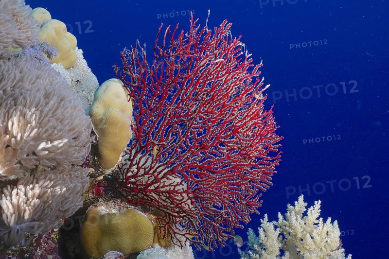 Red knot coral (Acabaria biserialis)
