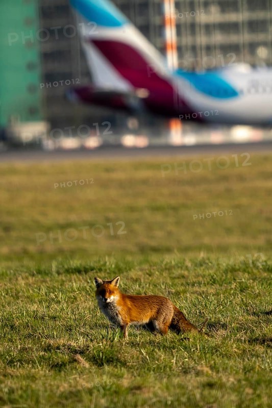 Red fox, Vulpes vulpes, on the grounds of Düsseldorf Airport, North Rhine-Westphalia, Germany