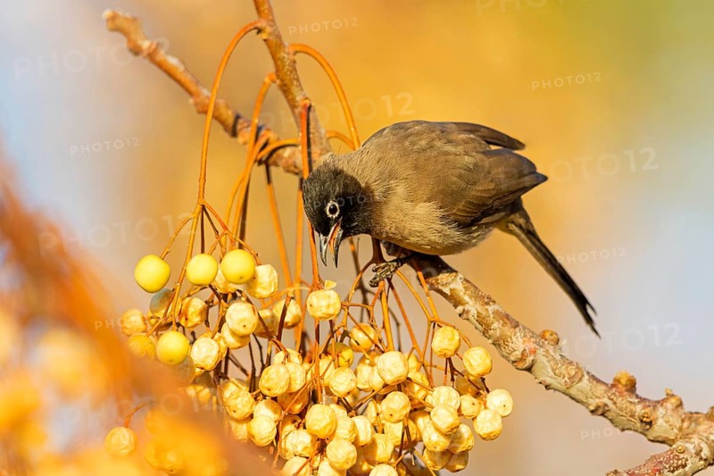Gelbsteißbülbül, Yellow-vented Bulbul, White-eyed Bulbul, White-spectacled Bulbul, Pycnonotus xanthopygos, Bulbul d'Arabie, Bulbul Arabe