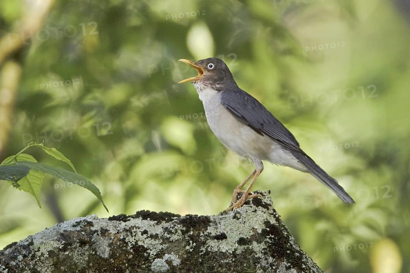 Plumbeous-backed Thrush (Turdus reevei), Ecuador