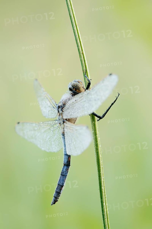 Black-tailed Skimmer (Orthetrum cancellatum), male with dewdrops, North Rhine-Westphalia, Germany