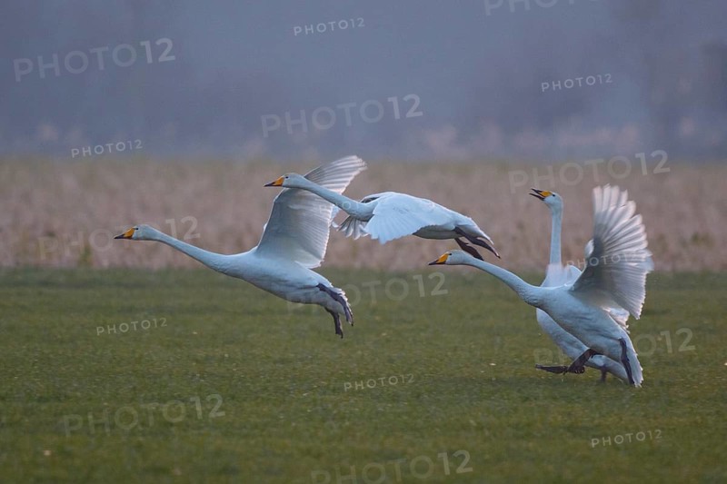 Whooper Swan (Cygnus cygnus) group taking flight, North Rhine-Westphalia, Germany
