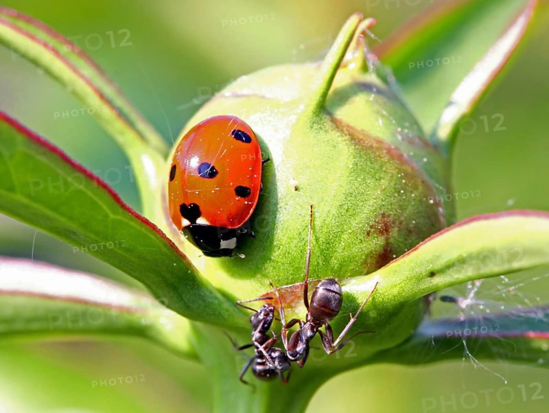 Seven-spot ladybirds and ants ------------------------------ a wildlife document, nothing arranged or manipulated/Siebenpunkt-Marienkäfer und Ameisen ------------------------------ a wildlife document, nothing arranged or manipulated