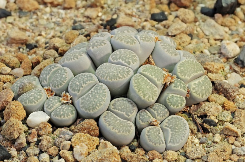 Living Stones (Lithops pseudotruncatella), native to Botswana, Namibia and South Africa/Lebende Steine (Lithops pseudotruncatella), Vorkommen in Botswana, Namibia und Südafrika
