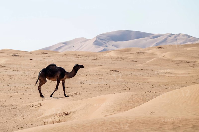 Dromedary (camel) in front of sand dunes in the Rhub al Khali desert, Empty Quarter, largest sand desert on earth, Oman