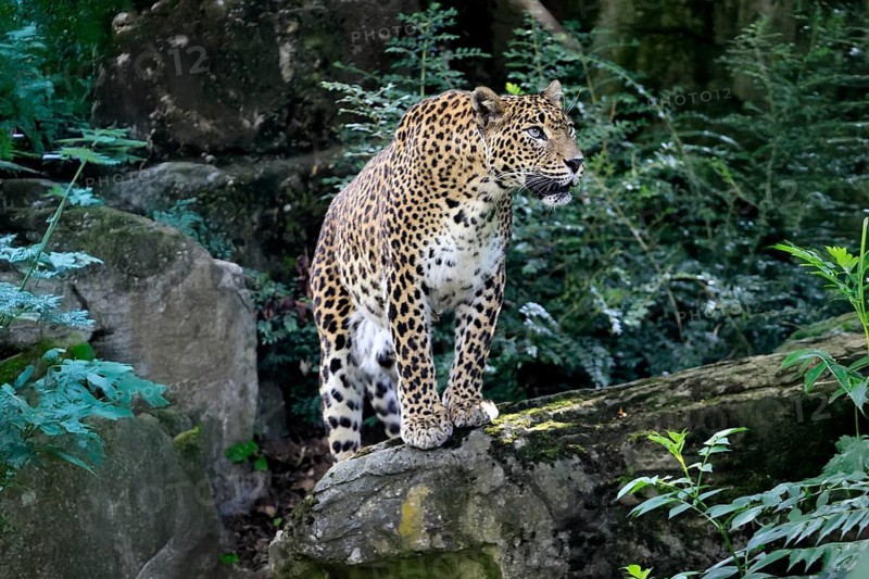 Sri Lanka Leopard (Panthera pardus kotiya), adult, on rocks, alert, Sri Lanka