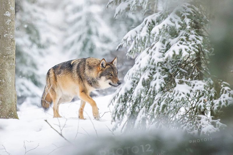 European gray wolf (Canis lupus lupus) walking in a forest in winter, snow, Bavaria, Germany