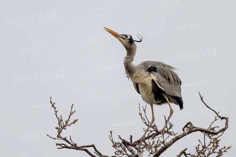 Grey heron (Ardea cinera), sitting on a branch, Vienna, Austria