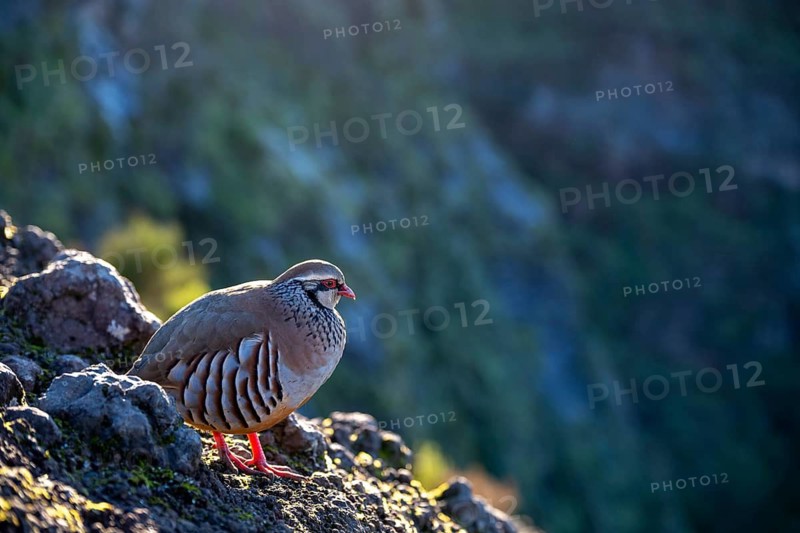 Red-legged partridge (Alectoris rufa), Madeira, Portugal