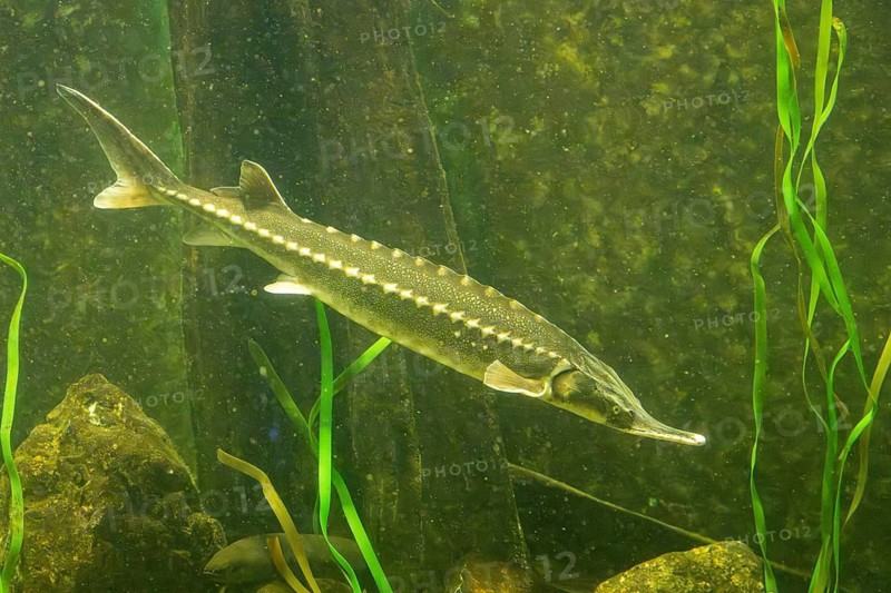 European sea sturgeon (Acipenser sturio) swimming underwater in a river, Bavaria, Germany