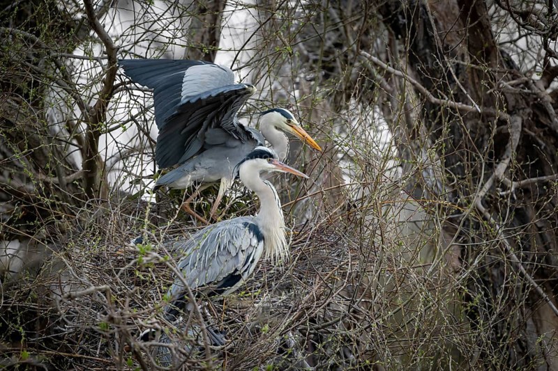 Grey heron (Ardea cinera), pair building a nest, Vienna, Austria