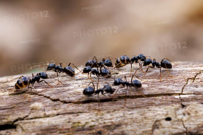 Black garden ants (Lasius niger), Germany