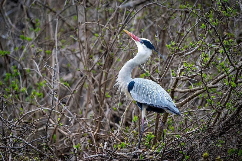 Grey heron (Ardea cinera), building a nest, Vienna, Austria