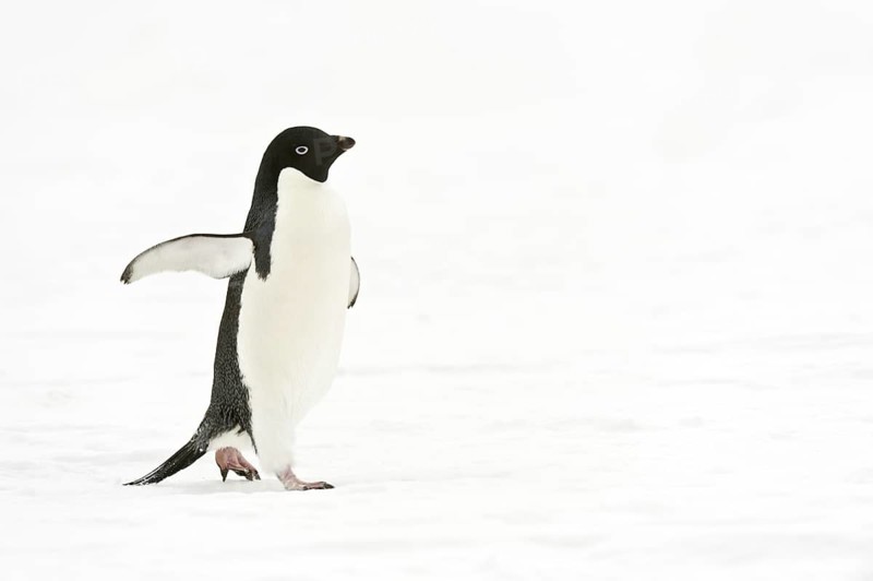 Adelie Penguin (Pygoscelis adeliae), Antarctica
