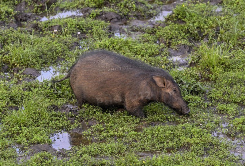 Giant forest hog (Hylochoerus meinertzhageni) in the Dzanga Bai forest clearing, Dzanga-Ndoki National Park, Unesco World Heritage Site, Dzanga-Sangha Complex of Protected Areas (DSPAC), Sangha-Mbaéré Prefecture, Central African Republic