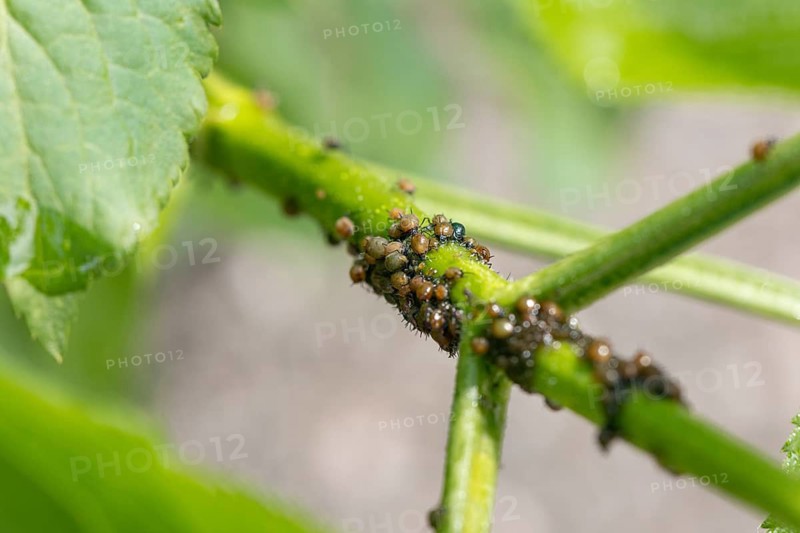 Macro photograph of a plant stem with aphids (Aphidoidea), Neunkirchen, Lower Austria, Austria