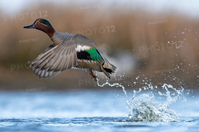 Eurasian Teal (Anas crecca) male taking flight, Schleswig-Holstein, Germany