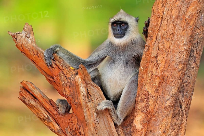 Common Langur, Semnopithecus entellus, monkey sitting on tree, nature habitat, Sri Lanka. Feeding scene with langur. Wildlife of Sri Lanka. Monkey in nature habitat, clear background and foreground