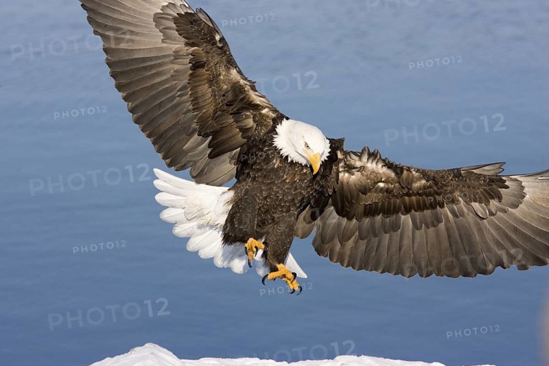 Bald Eagle Haliaeetus leucocephalus Homer, ALASKA, USA February Adult landing on ice. Accipitridae