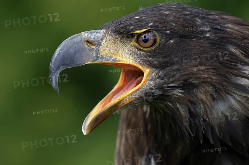 Bald Eagle (Haliaeetus leucocephalus) juvenile calling, North Rhine-Westphalia, Germany