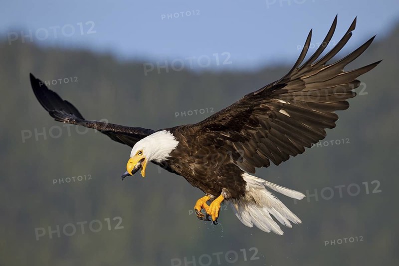 Bald Eagle (Haliaeetus leucocephalus) flying, British Columbia, Canada