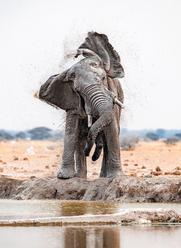 African elephant (Loxodonta africana), adult male, shaking with flapping ears, at the waterhole, funny, Nxai Pan National Park, Botswana