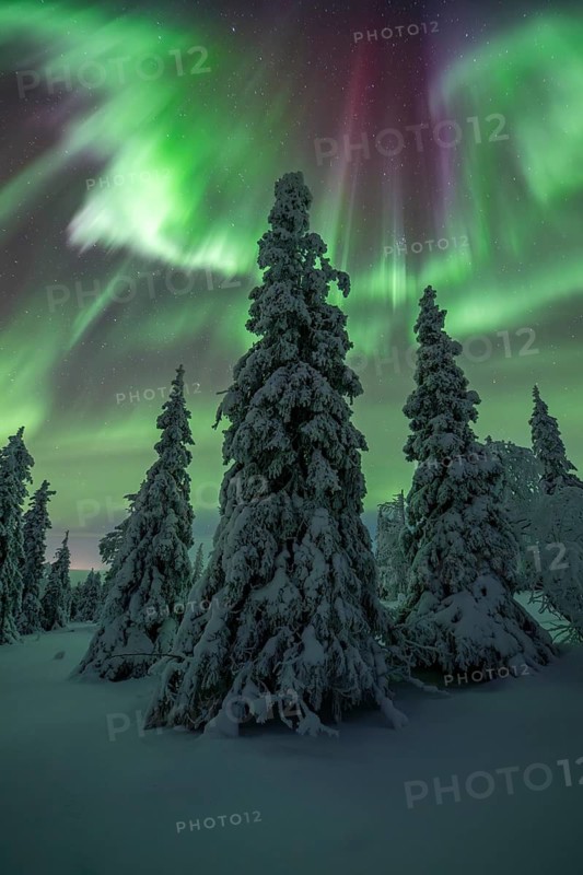 Northern lights over winter landscape, snow-covered trees, Riisitunturi National Park, Posio, Lapland, Finland