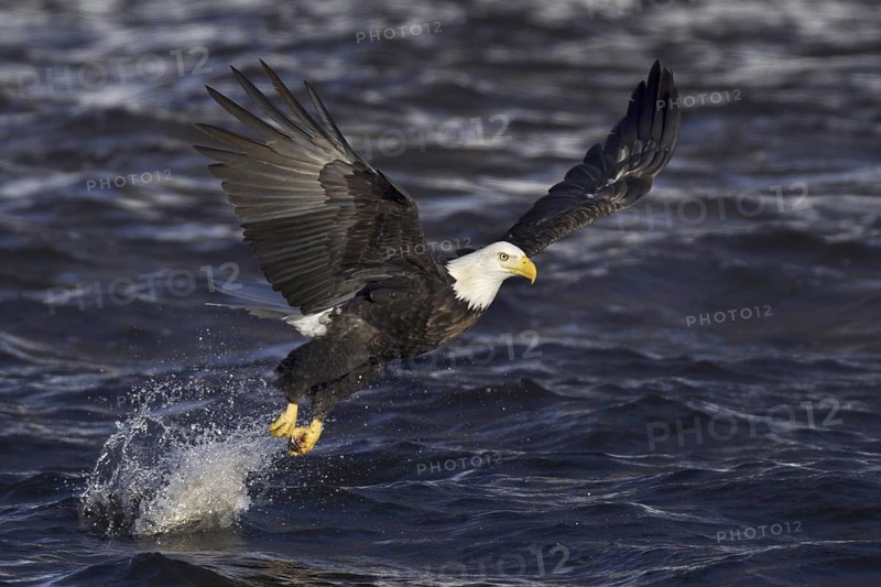 Bald Eagle (Haliaeetus leucocephalus) flying, Iowa, USA