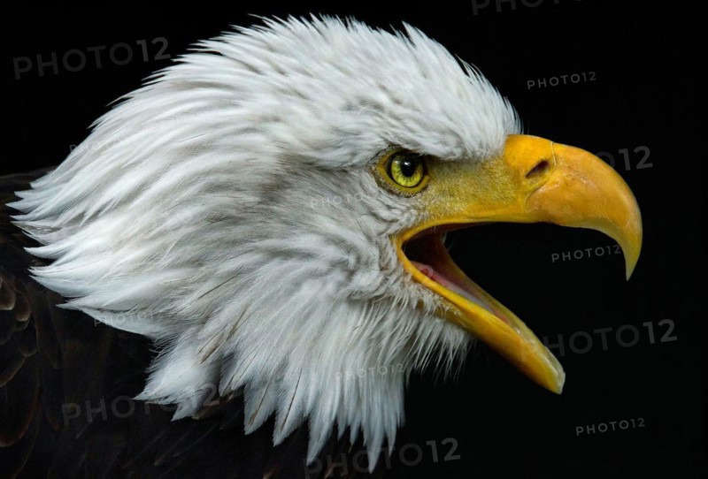 Animal, animals, bird, birds, bird of prey, birds of prey, eagle, white-tailed eagle, bald eagle (Haliaeetus leucocephalus), portrait, Bavaria, Federal Republic of Germany