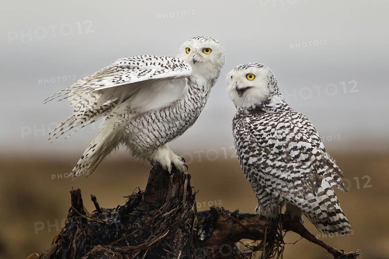 Snowy Owl (Bubo scandiacus) female, British Columbia, Canada