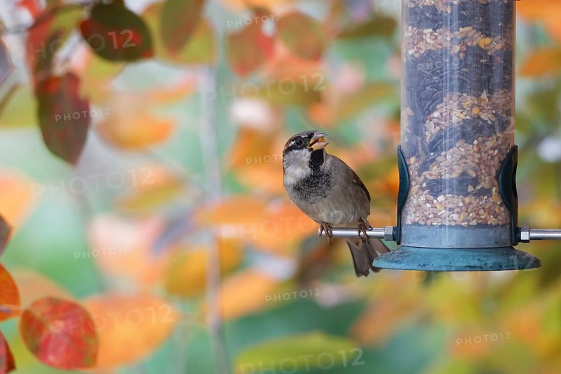 Sparrow eating seeds from a feeder. seasonal bird feeding. Bad Salzschlirf, Hessen, Germany