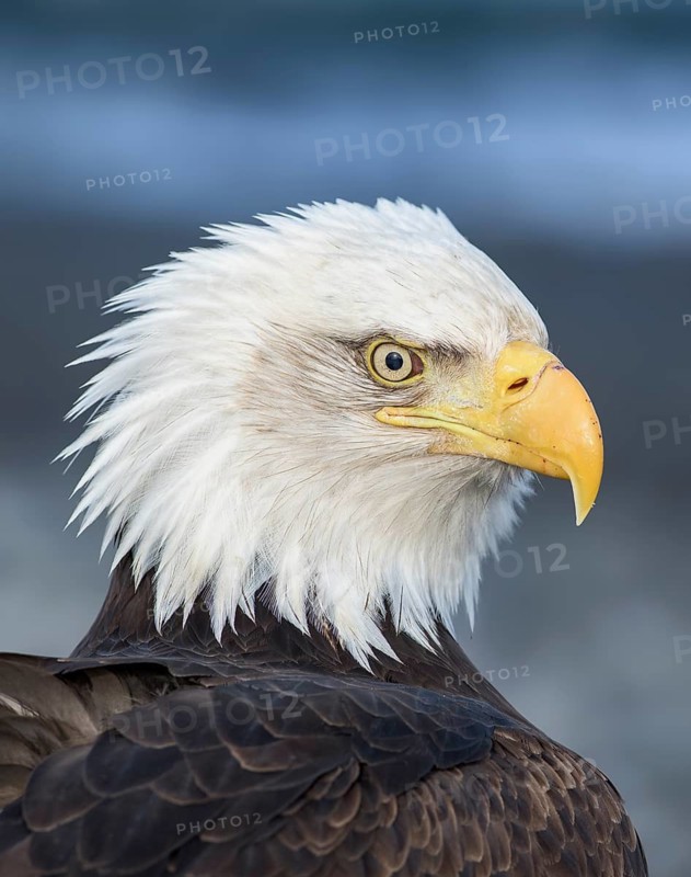 Bald Eagle (Haliaeetus leucocephalus), Alaska, USA