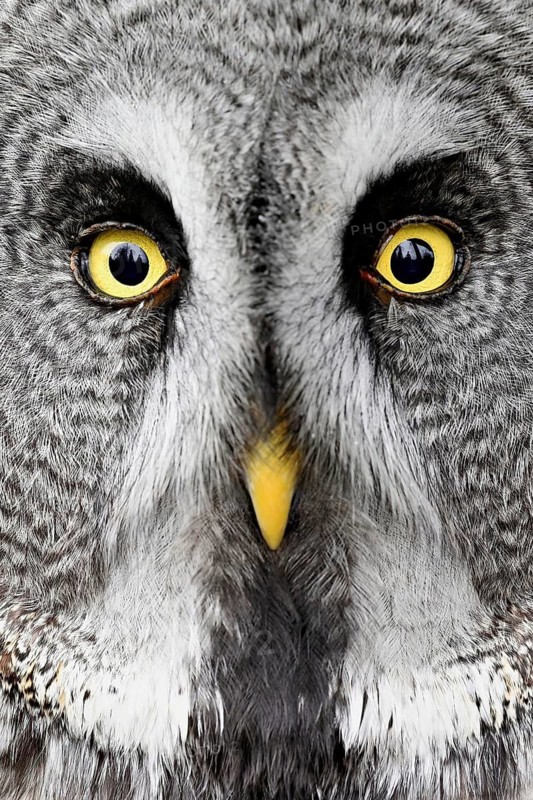 Great grey owl (Strix nebulosa), captive, Switzerland