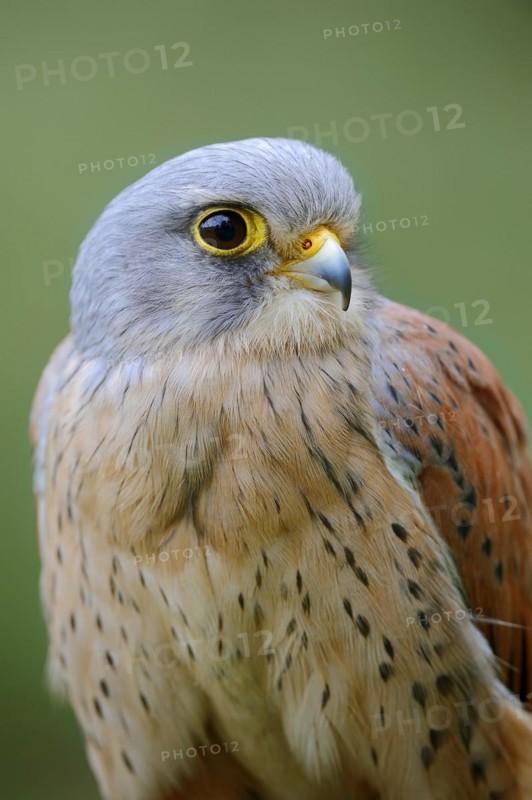 Common kestrel (Falco tinnunculus), male, portrait, North Rhine-Westphalia, Germany