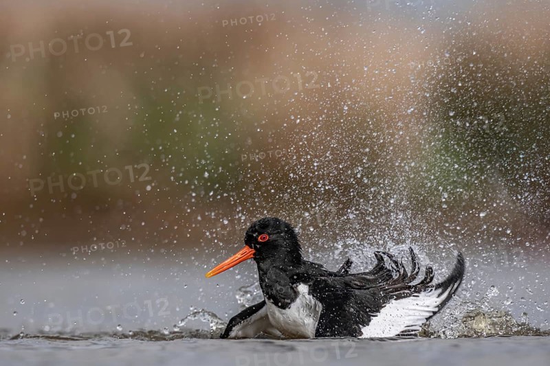 Eurasian Oystercatcher (Haematopus ostralegus) bathing, Schleswig-Holstein, Germany
