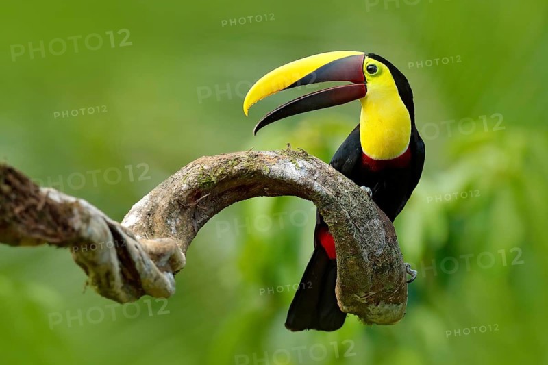 Bird with open bill. Big beak bird Chesnut-mandibled Toucan sitting on the branch in tropical rain with green jungle background. Wildlife scene from nature with beautiful bird with big bill