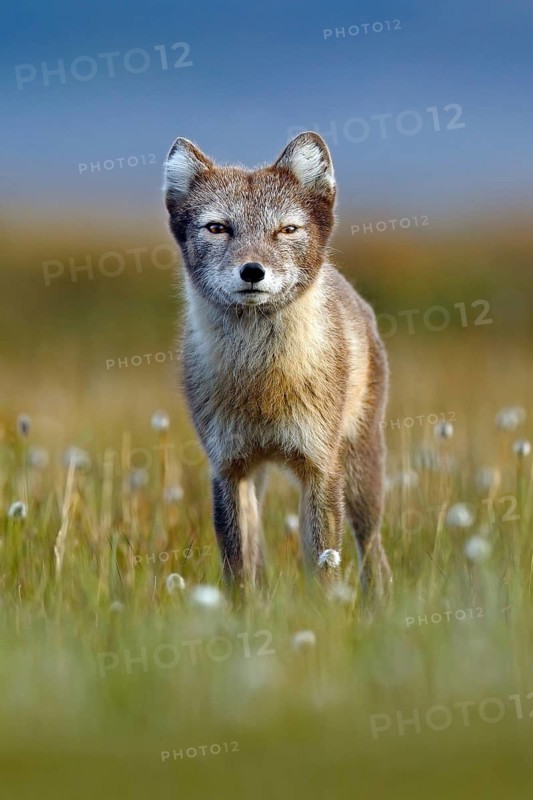 Arctic Fox, Vulpes lagopus, cute animal portrait in the nature habitat, grass meadow with flowers, Svalbard, Norway