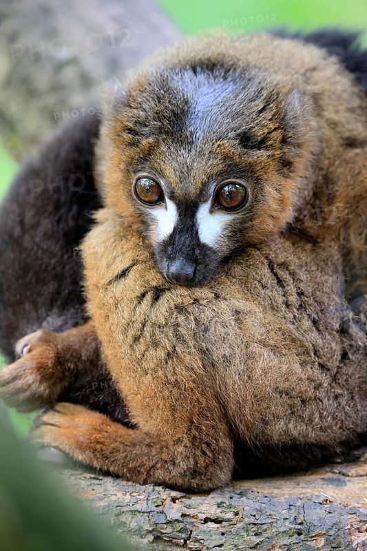 Red-bellied lemur (Eulemur rubriventer), adult, male, on tree trunk, alert, Madagascar