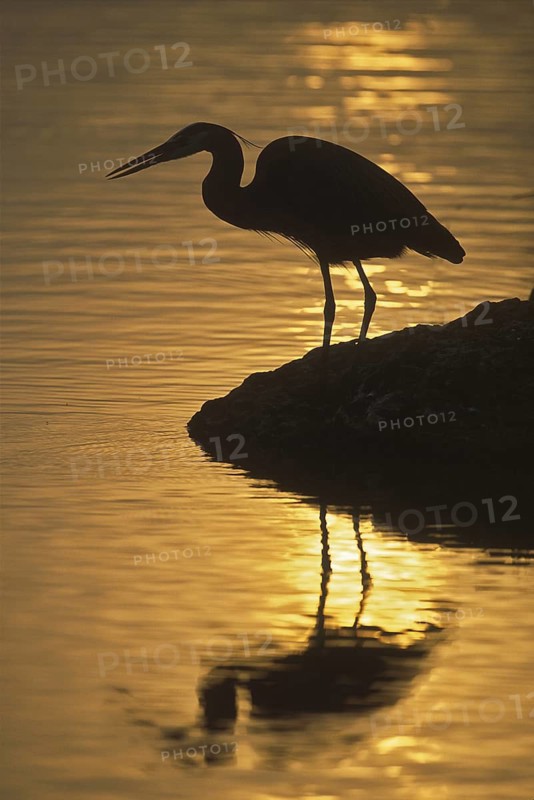 Great Blue Heron (Ardea herodias), Florida, USA