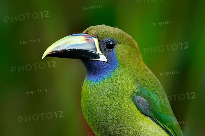 Blue-throated Toucanet, Aulacorhynchus prasinus, green toucan bird in the nature habitat, exotic animal in tropical forest, Costa Rica. Wildlife scene from nature. Exotic bird in the tropic forest