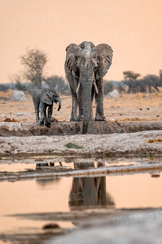 African elephant (Loxodonta africana), mother with young, drinking at the waterhole, reflection, at sunset, Nxai Pan National Park, Botswana
