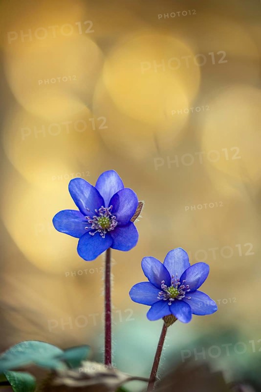 Blooming liverwort (Anemone hepatica), early bloomer, Steinhagen, Lower Saxony, Germany
