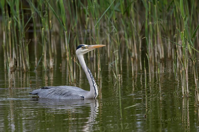 Grey Heron (Ardea cinerea), Mecklenburg-Western Pomerania, Germany