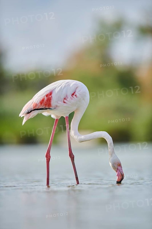 Greater Flamingo (Phoenicopterus roseus) standing in the water, Parc Naturel Regional de Camargue, France