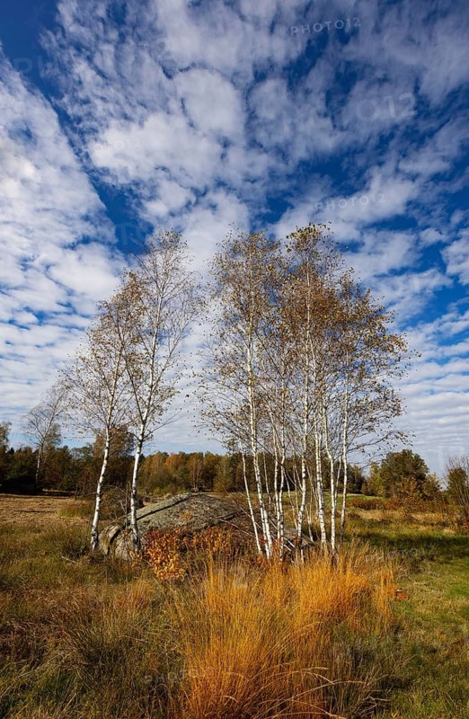 Lean meadow, altocumulus, cloudy sky with fleecy clouds and birch trees in the Blockheide nature park Park near Gmünd, Waldviertel, Lower Austria, Austria